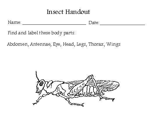 What Is An Insect
