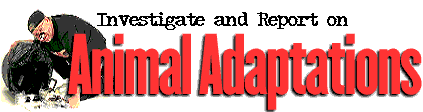 Investigate and Report on Animal Adaptations