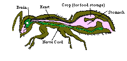 ant diagram