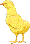 chick