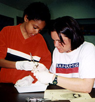 dissecting a cow eye
